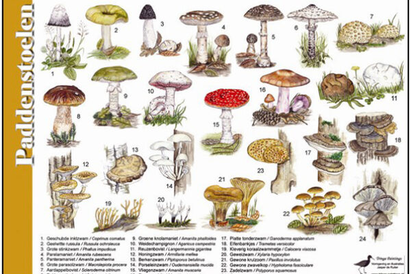 Paddestoelen