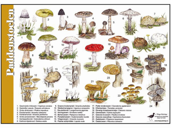 Paddestoelen
